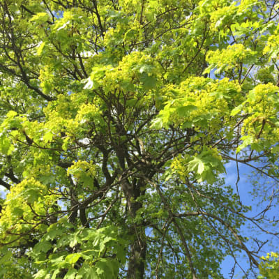 Träd med gula och ljusgröna knoppar och blad i maj.