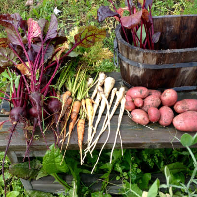 Skördade grönsaker, rödbeta, morot, palsternacka och potatis på en bänk