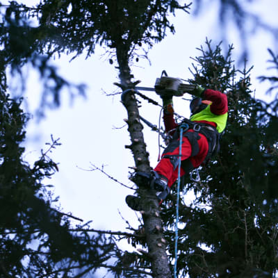 Kim Sorvari kiipeää puuhun sahaamaan oksia