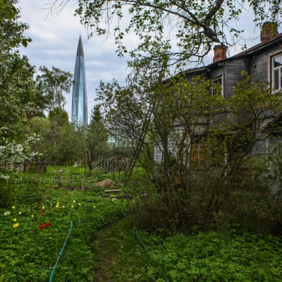 Etualalla vihreä piha ja ränsistyvä talo, taka-alalla Gazpromin torni.