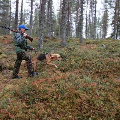 Anne Kärki ja venäjänajokoira Lissu etsivät sopivaa aloituskohtaa metsästyksen aloittamiseeen.