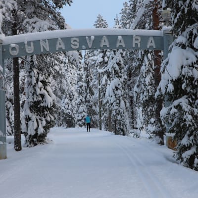 Hiihtolatu Ounasvaaralla.
