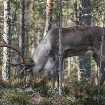 Metsäpeura syö jäkälää.