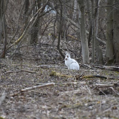Valkoinen jänis istuu lumettomassa metsässä. 