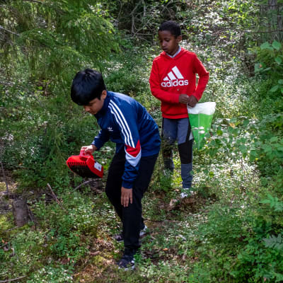 Sini- ja punapaitainen poika poimivat marjoja metsässä.
