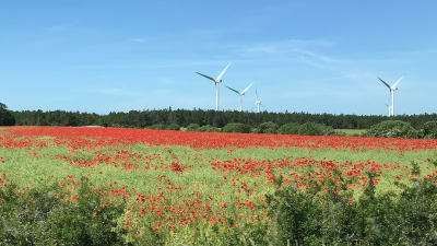 Blomsteräng med röd vallmo och några vindkraftverk i bakgrunden.