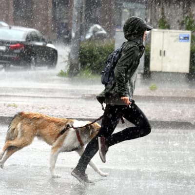 Regnet överraskade under hundpromenaden i Helsingfors den 27 juni.