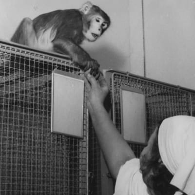 Häkin päällä istuva apina ottaa makupalan eläintenhoitajalta. 