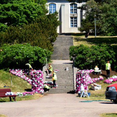 En bild på människor som planterar blommor. Det är sex personer och de planterar rosa blommor i en backe runt en stentrappa som leder till kyrkan. I början av trappan finns två pelare av blommor. Blommorna går i vitt och rosa. 