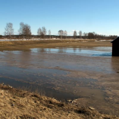 Översvämmad åker intill Kyro älv.