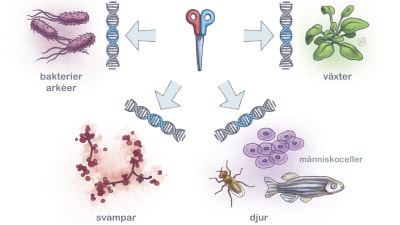 CRISPR kan användas på många olika håll.