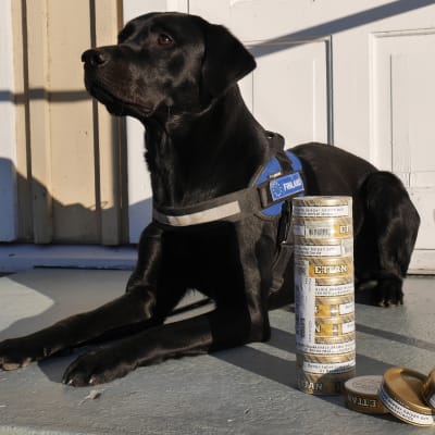 Musta labradorinnoutaja ja nuuskapurkkeja