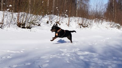 En svart rottweiler med orange sele springer på isen på en kanal. Solen lyser.