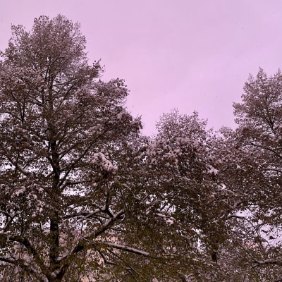 Vaalean violetiksi värjääntynyt taivas sekä puita 1.11.2023 Tampereella.