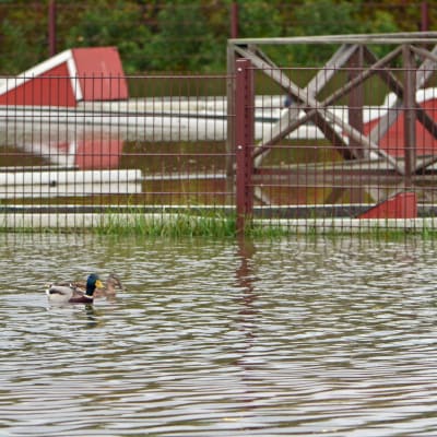 Änder simmar på en översvämmad minigolfplan.