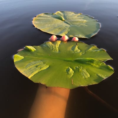 En hand i vattnet som håller i ett näckrosblad.