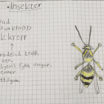 Vaasalaisessa kielikylpyluokassa ympäristötiedon hyönteisosuus opiskellaan ruotsiksi. 