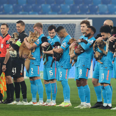 FC Zenitin jalkapalloilijat kantoivat kentälle sylissään koiria, joille haettiin isäntäperheitä. Hieno ele venäläiseltä jalkapalloseuralta. 