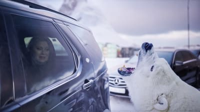 Bild från tv-serien Tunn is: aggressiv isbjörn hotar bilpassagerare.