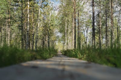 Pitkospuut jotka johtavat reitille Tiilikkajärven kansallispuistossa.