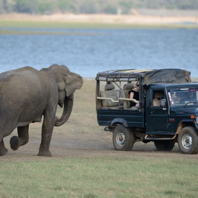 Elefant på Sri Lanka