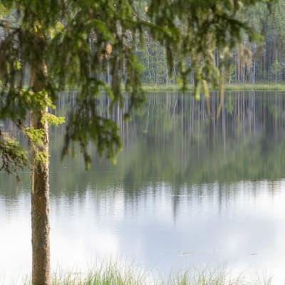 Isokankaan järvi Oulussa kesällä 2020.