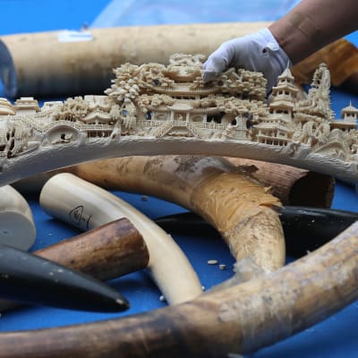 Konfiskerat elfenben i Kina har förstörts.