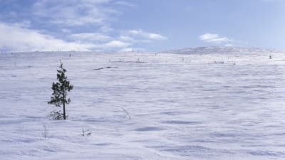 Vinterlandskap i Lappland.