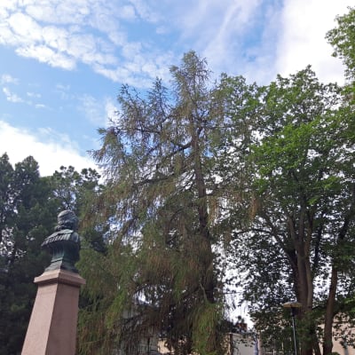 Anders Chydeniuksen patsas ja puita Kokkolassa niin sanotussa Naakkapuistossa.