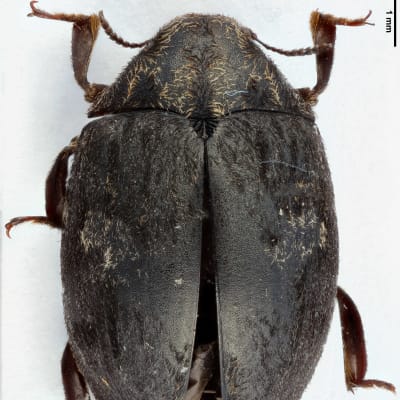 Kuvassa on harvinainen Byrrhus geminatus -kovakuoriainen, joka löytyi Savonlinnasta kesällä 2022.
