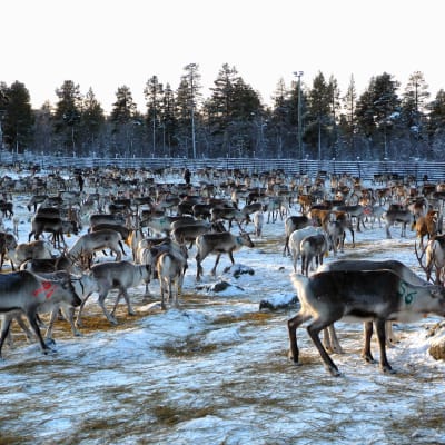 Erotus Muddusjärven paliskunnassa