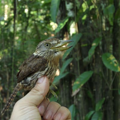 En av de nya arterna som har upptäckts är Obamatrögfågeln.