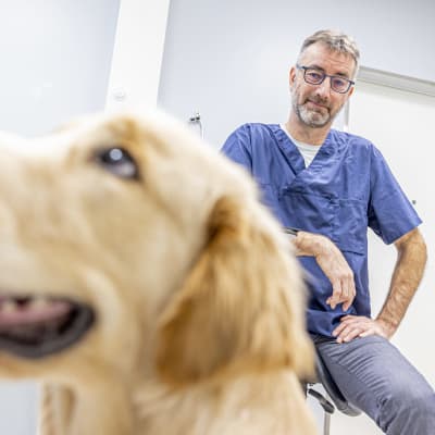 hund med en veterinär
