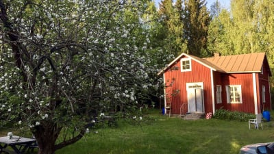 Ett hus med gård av gräsmatta och ett blommande träd i förgrunden.