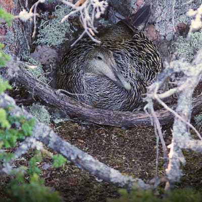 Naarashaahka pesällään katajan juurella