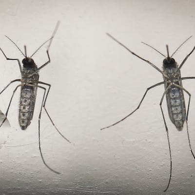 Två myggor som kan föra vidare zikaviruset.