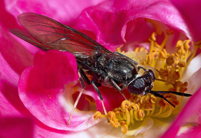En svart soldatfluga sitter i en rosa blomma.