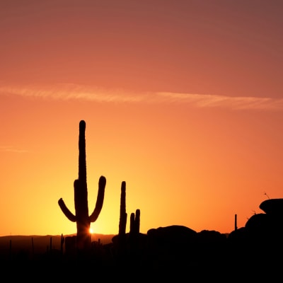 Kaktusar i öknen i solnedgången