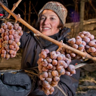 En kvinna skördar druvor för att användas till att brygga eiswein