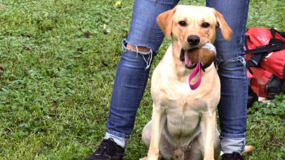Ljus labrador med hundleksak i munnen