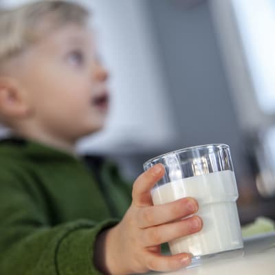 Pieni poika juo maitoa ruokapäydön ääressä.
