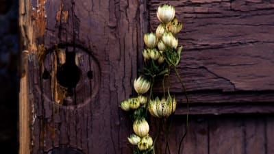 En brun, gammal ytterdörr som saknar handtag och lås, hål där handtaget ska vara fastskruvat. En liten kvist med torkad vit blomma har fästs vid dörren.