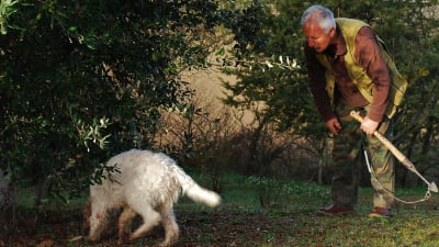 Man i brun skjorta och gröna byxor väntar på att se om tryffelhund hittar tryffel. Hunden nosar på marken bredvid mannen och letar efter tryffel.