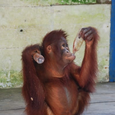 En apa håller i en plastflaska i sin hand och dricker ur en annan med sin andra hand.