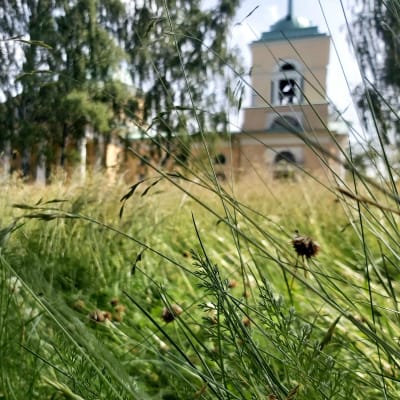 Heinää puistossa ja taustalla Isonpuiston kirkko.