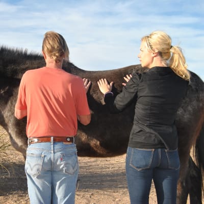 Psykoterapeut Nina Ekholm-Fry använder hästar som hjälpmedel när hon träffar klienter