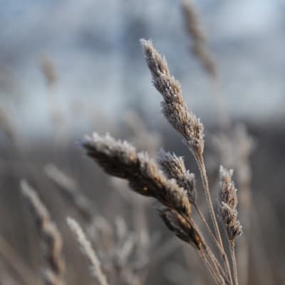 Frost, spannmål