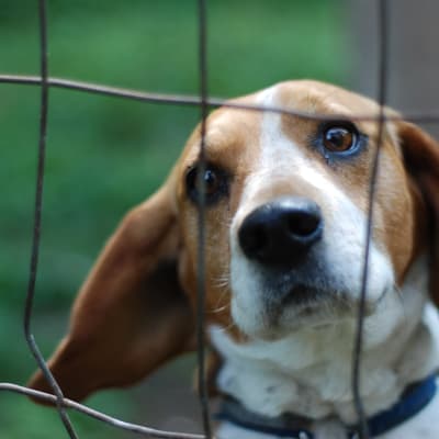 Hunden Rolle vakar över gamla arbetarbastun i Dalsbruk