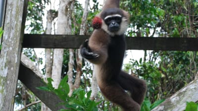 En apa leker med en boll och hänger från en träbalk i ett grönområde.