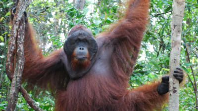En orangutang hänger i ett träd.